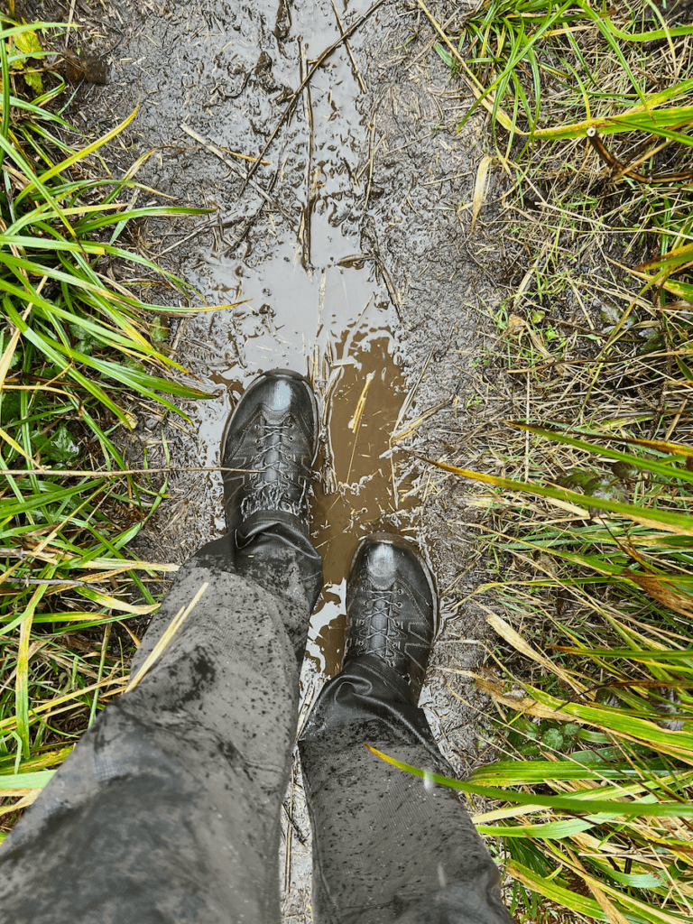 A hiker walks in a mud puddle on a trail that goes through green blades of grass. The hiking shoes are muddy and wet and he's wearing gray rain pants.
