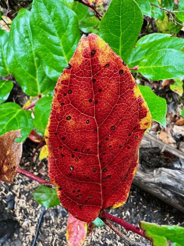 A bright red salal leaf shows up with black spots and yellowing on the edge of the leaf. In the background are fresher, green varieties.