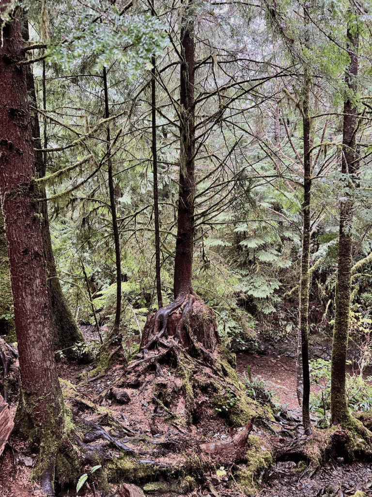 A forest scene on the Oregon Coast while hiking through sitka spruce and sword ferns. The vegetation is dense and rich in the variety of colors and textures.