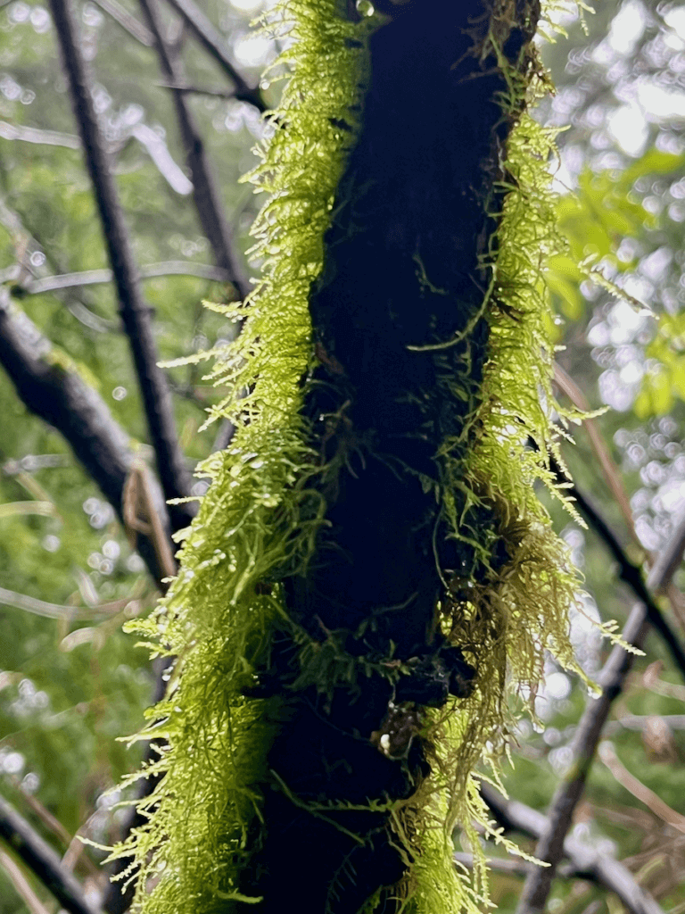 Rich moss clings to the branch of a cedar tree in the depths of Oswald West State Park on the Oregon Coast. The fine details of the moss can be seen in the light of the sun.