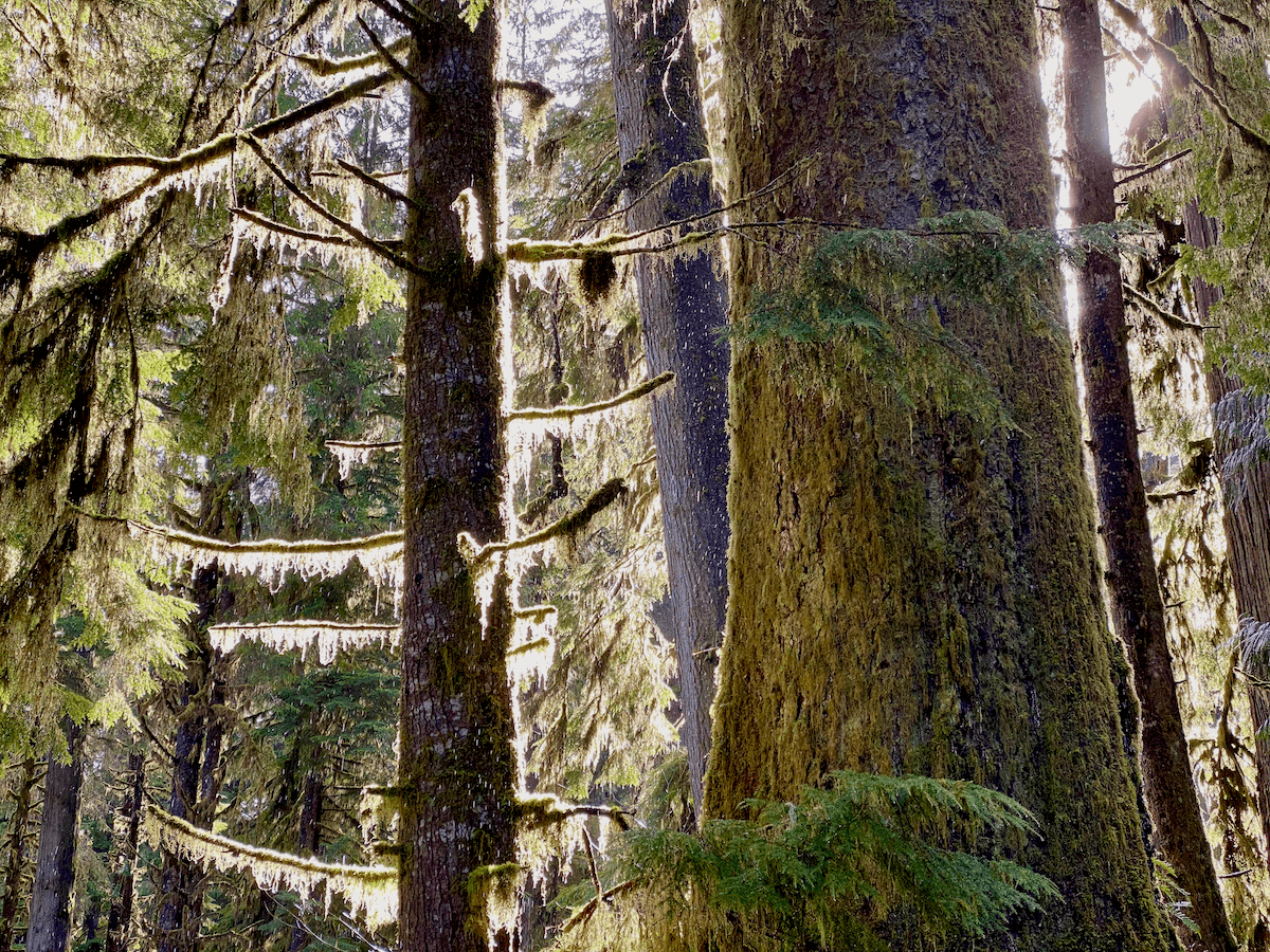 Forest bathing in Seattle is a delight when the light shines through the collection of fir trees like in this photo with a spruce and younger hemlock tree with moss dangling from the branches.