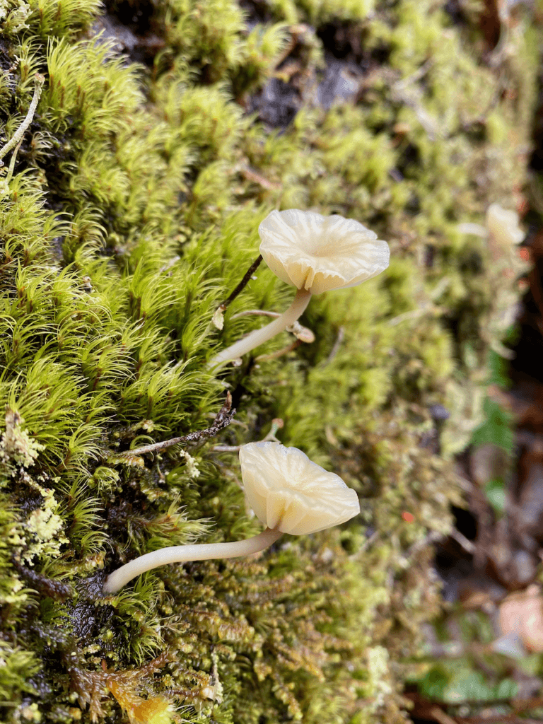 An extreme closeup of two tiny mushrooms growing from moss on a forest bathing trip in Seattle.