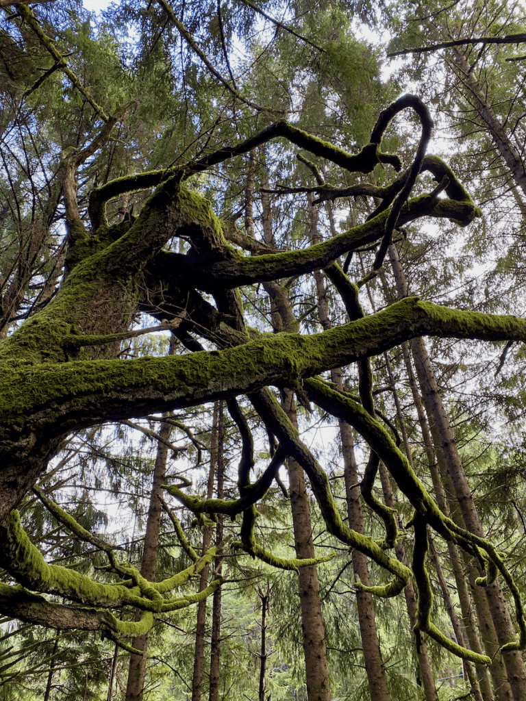 A winding tree is covered with moss in a forest near Seattle, Washington. Hiking in the rain always reveals deep green velvety textures.