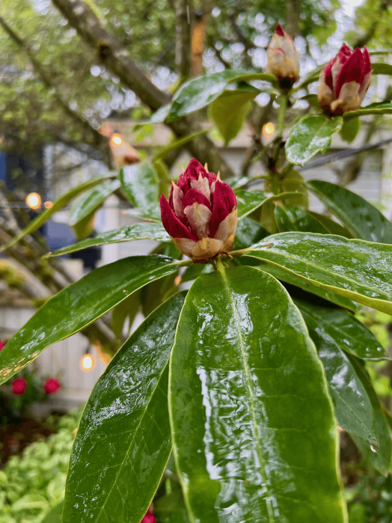 A rhododendron doused with fresh rain reveals shiny glossy green leaves that lead to an infant red bloom, still tight in formation.