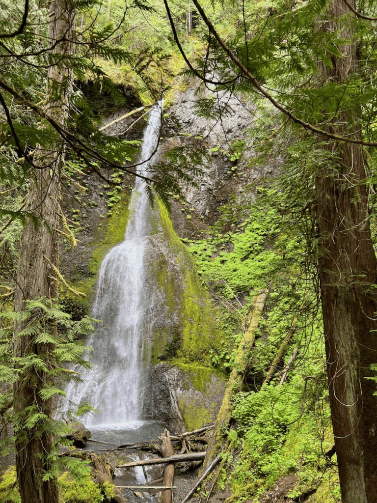 A waterfall along a forest bathing hike in the rain on the Olympic Peninsula. There is lush green moss and cedar trees framing in the shot.