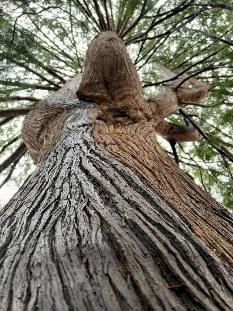 The sinewy bark of a cedar tree shows signs of rainwater dripping down while the branches and green needles high above are out of focus.
