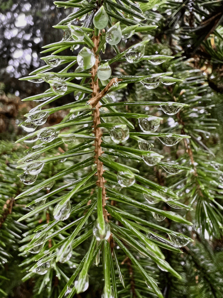 Heavy droplets of water hang off tiny needles on a fir tree in a Pacific Northwest forest.