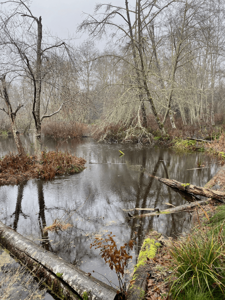 A pond area is gloomy while hiking in the rain. Droplets are falling into the water and the bare trees have a silver lining of moss on the empty branches.