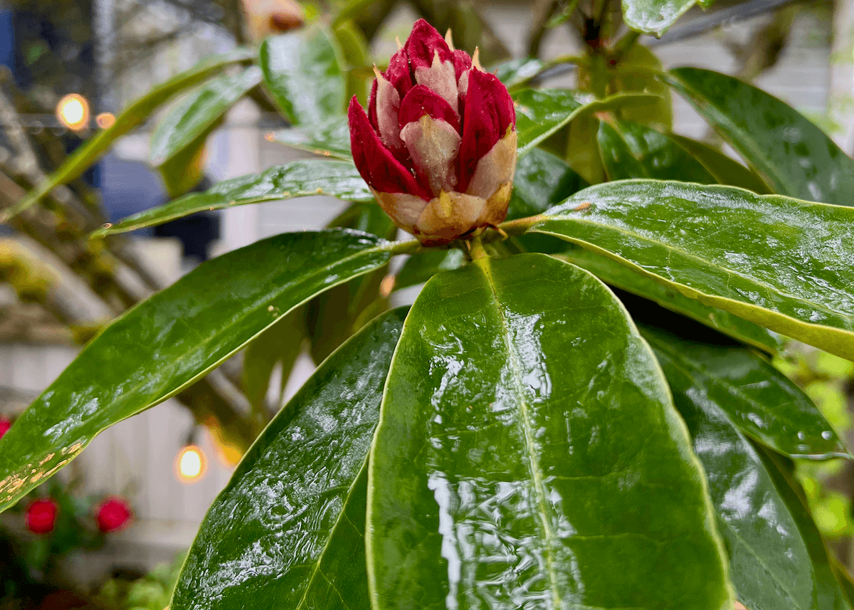 A budding red rhododendron flower emerges on the scene during a forest bathing experience.
