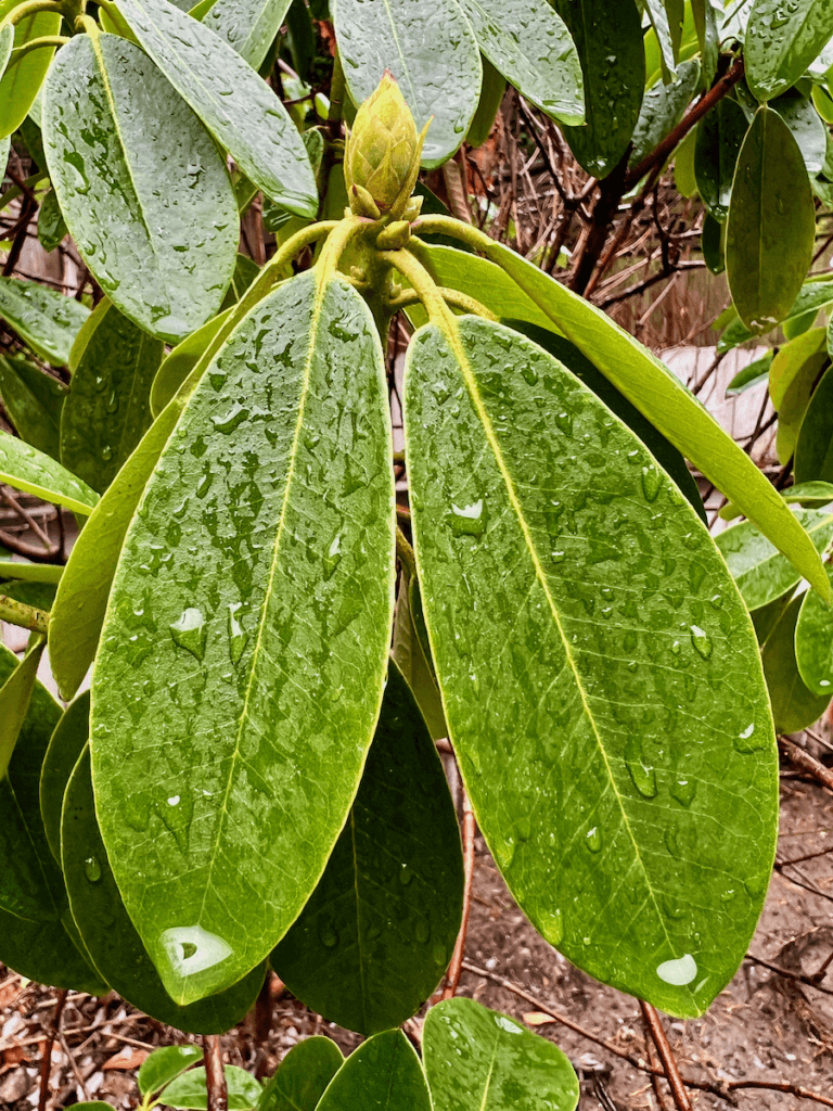 Elongated rhododendron leaves show intricate designs in the veins that are a lighter green color.  They all lead up to a bud preparing for spring flowers.