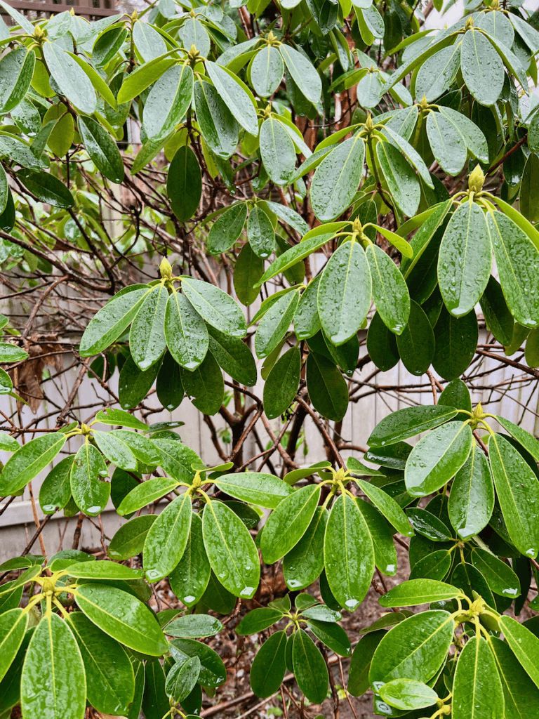 Water drips from the waxy green leaves of a rhododendron in a garden. The veins of each leaf are yellow and provide an easy way to make connection with nature. 