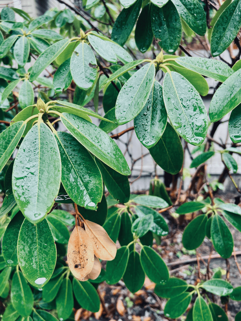 Water droplets cascade off rich green rhododendron leaves and there is a clump of three dead and brown leaves still hanging onto the shrub. Out of focus is the inner area of the plant which has brown sticks and dead leaves on the muddy garden floor.