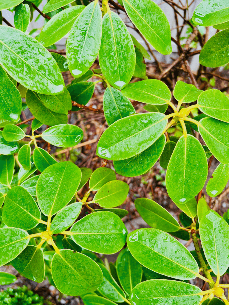 Water drips from the waxy green leaves of a rhododendron in a garden. The veins of each leaf are yellow and provide an easy way to make connection with nature. 