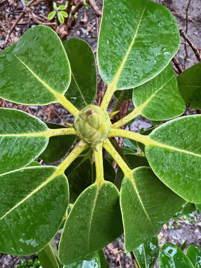 This is a shot taken above a yellow-green bud on a rhododendron in a Pacific Northwest garden.  Rain drops are falling on the waxy leaves.
