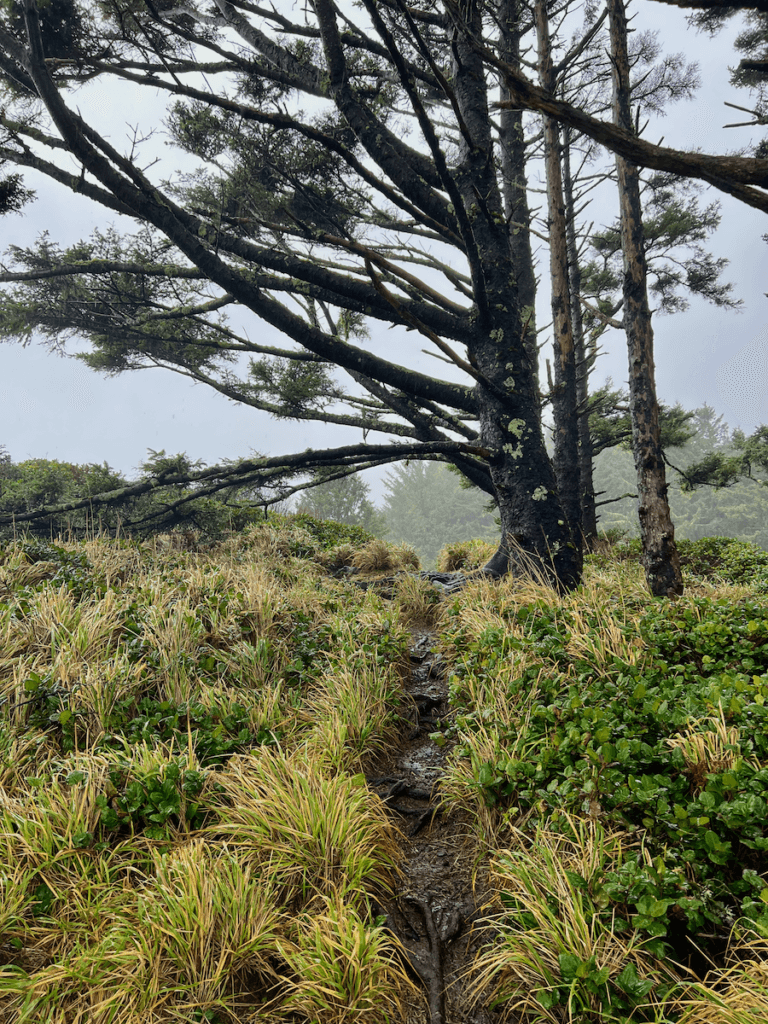 The Cape Falcon Trail on the Oregon Coast winds through a grassy terrain with some wild spruce trees blowing in the wind. There are pathces of thick salal as well.