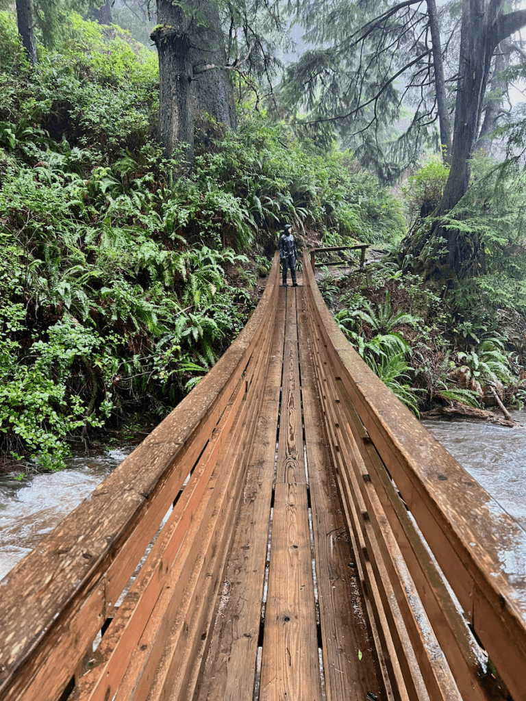 A wood foot bridge crosses a creek at Oswald West State Park on the Oregon Coast. There are a variety of wet fir trees rising up into the canopy.