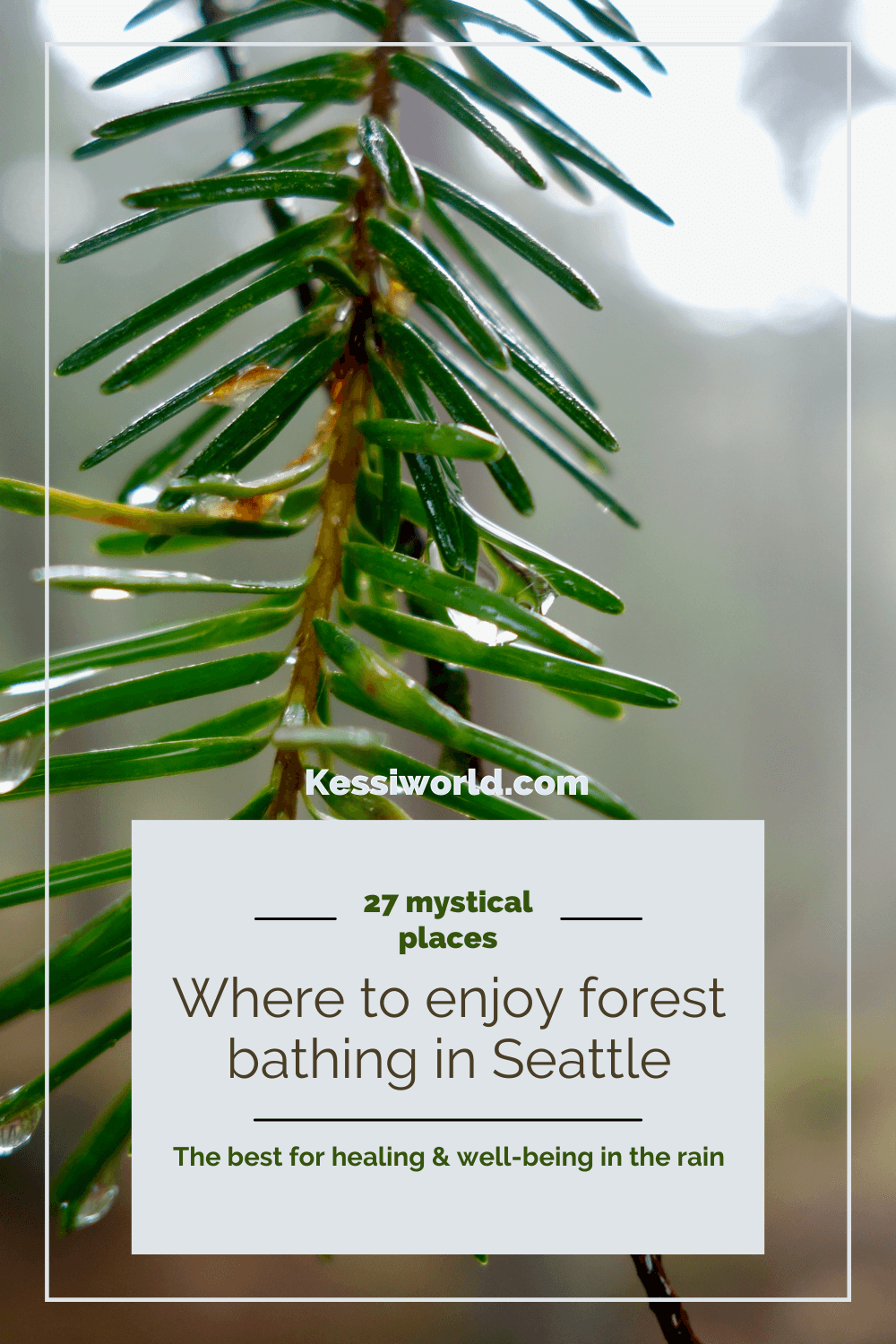 This pinterest pin shows a fir branch doused with water from a fresh rain and the text talks about where to find places to forest bathe in Seattle.