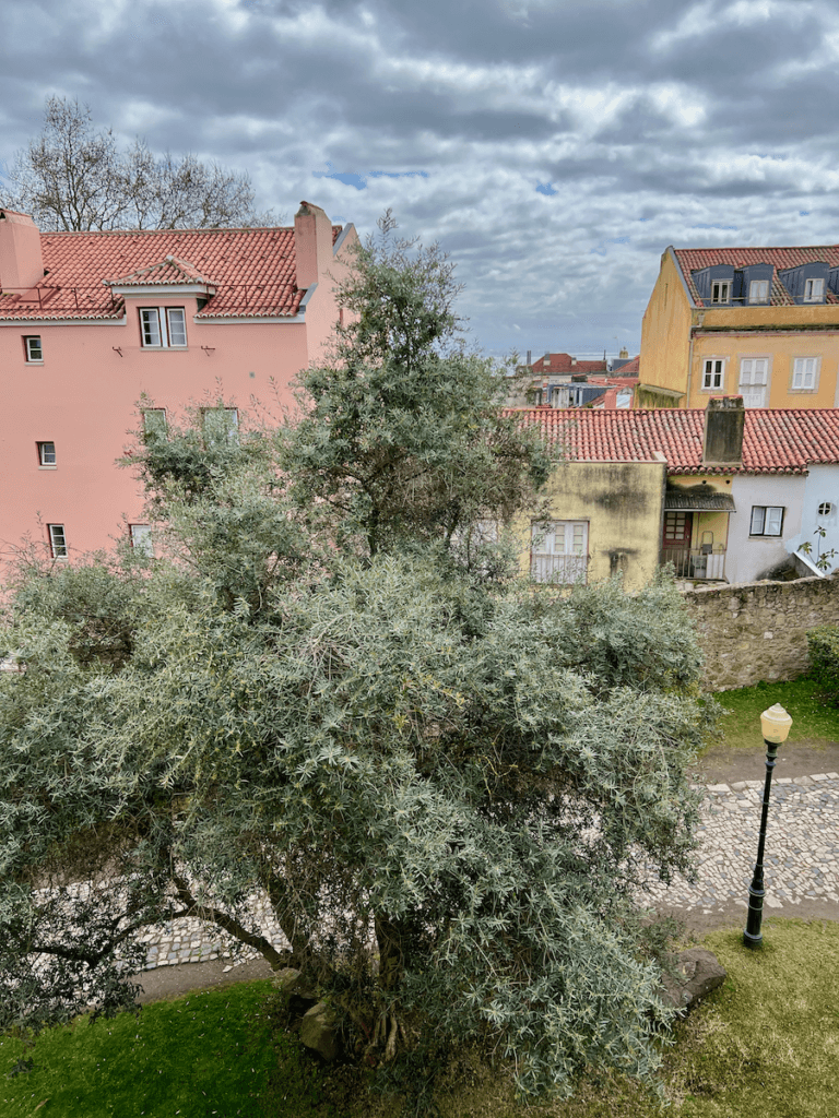 This scene is the viewpoint from the Castelo de St. Jorge atop Lisbon Portugal. There is an ancient and full olive tree along a stone walkway with a lamppost. In the background are rooftops of old homes in the city under gray and white clouds.