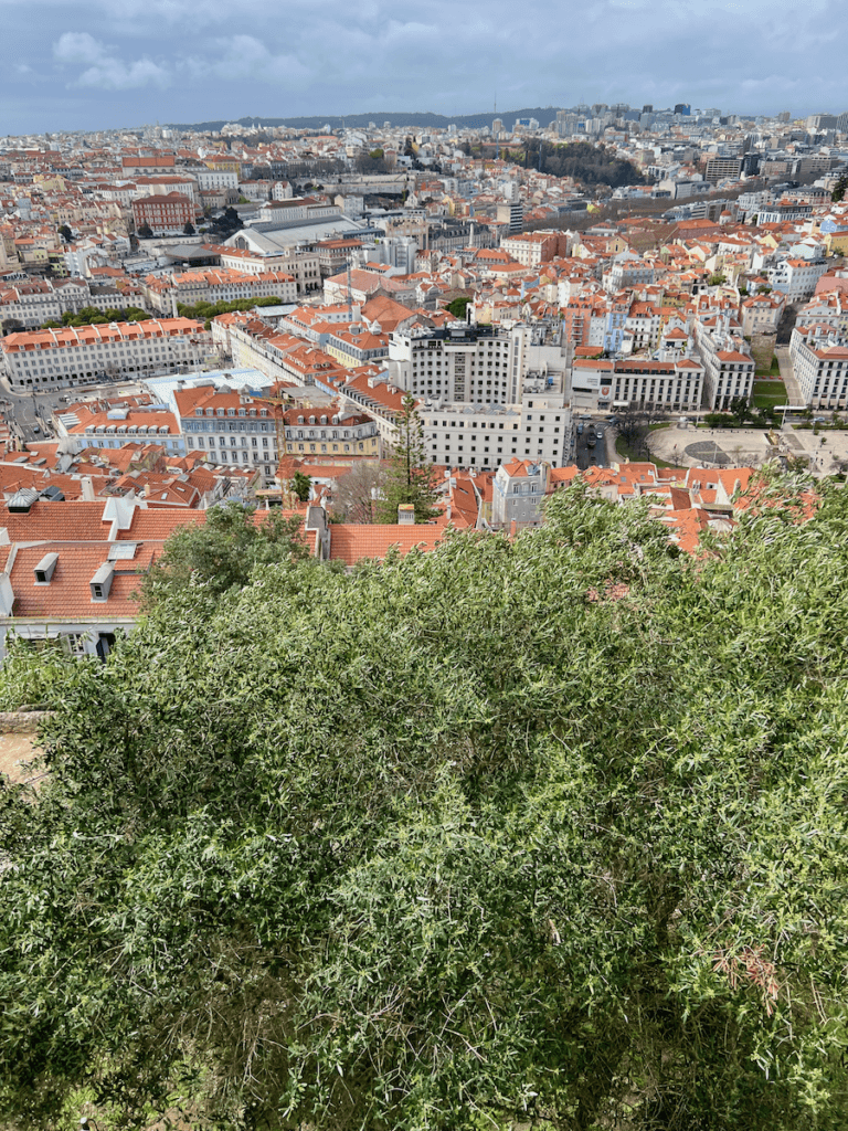 A nature forward vacation in Portugal requires visiting the top of one of the famous seven hills. The view from the Castelo de S Jorge is impressive as all the orange tiles are evident across the town. In the foreground an ancient olive tree sways in the wind with bright green leaves.