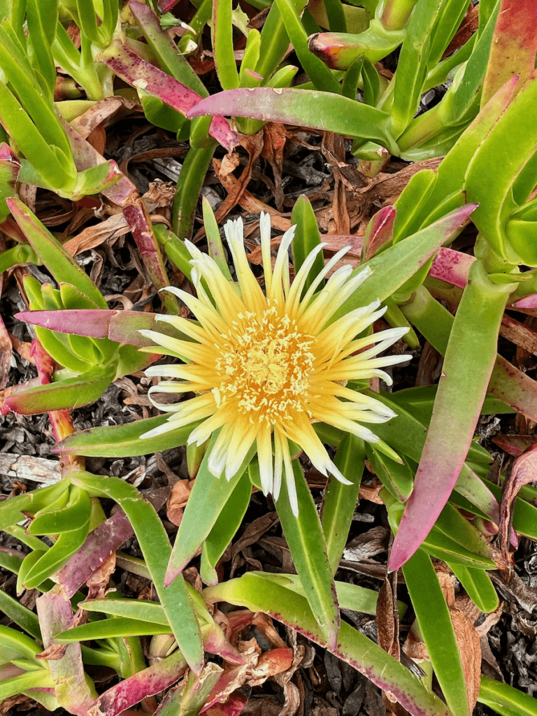 A bright yellow flower opens up around green blades of foliage, some with purple at the tips.