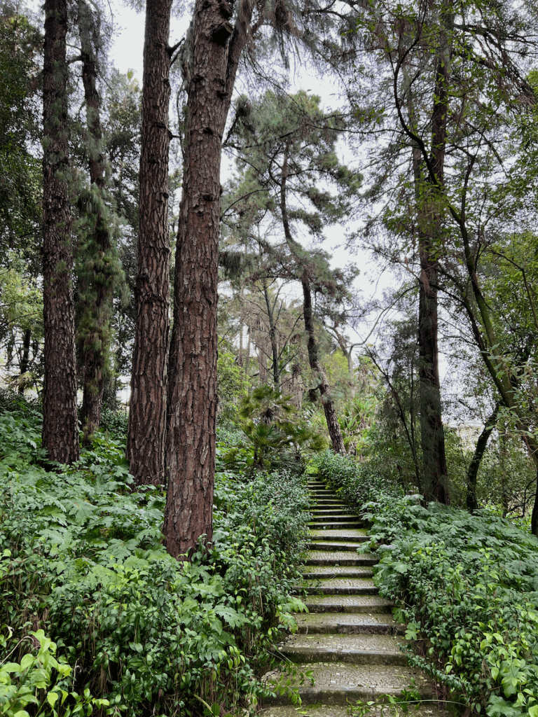Botanical gardens like this one in Portugal make for a great nature forward vacation location. Here, there are steps rising up into a forest with pine trees and their knarly bark add contrast the rich layers of green ground foliage.
