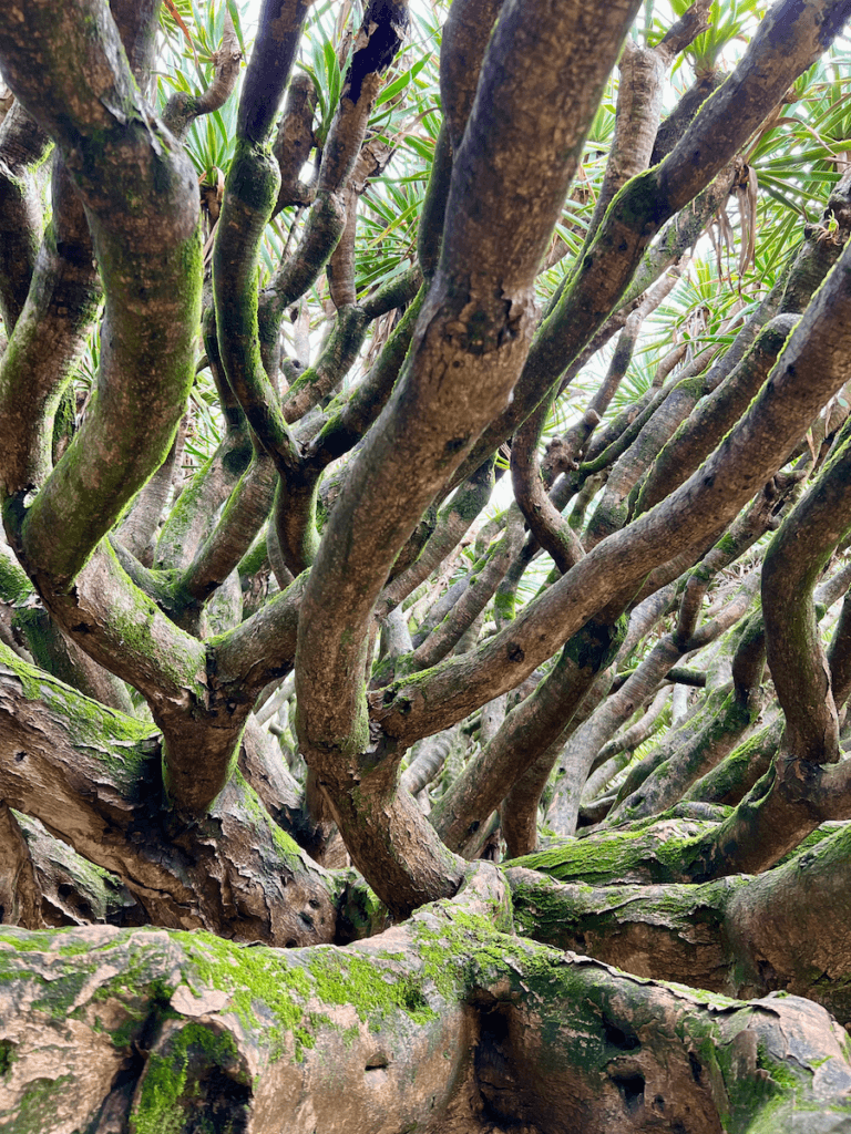 Thick moss covered branches weave together on a giant shrub in a botanical garden. This is soulful place to have a nature-forward experience.