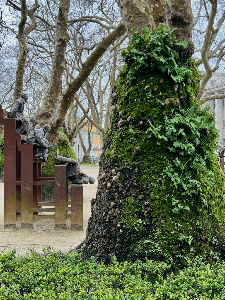 A giant sycamore tree is covered in ferns and moss in a park. This is nature-forward place to enjoy immersion. In the background is bronze sculpture of three men laughing and falling off bleachers.