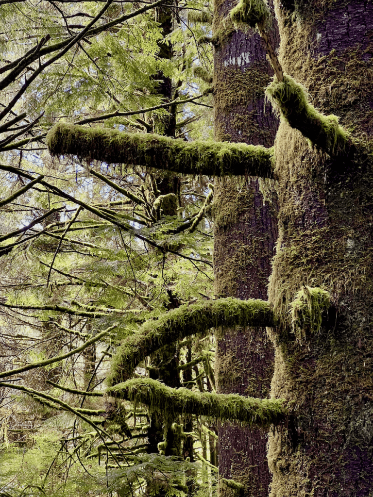 Moss covered fir trees on the Oregon Coast. 