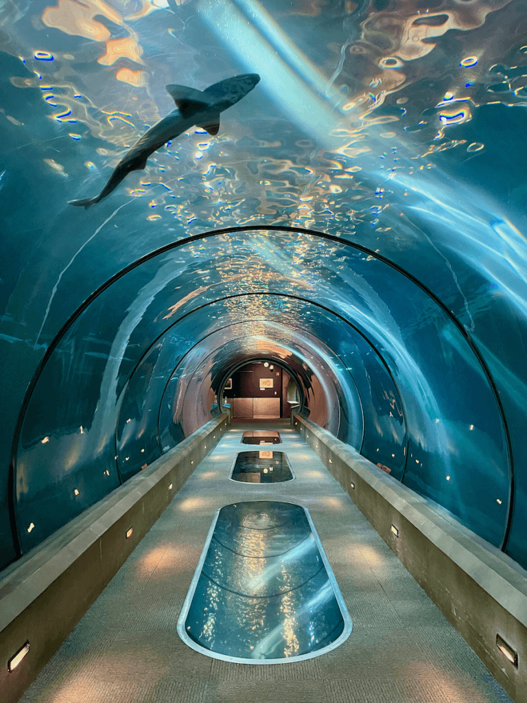 A shark swims in the Oregon Coast Aquarium in Newport. The blue water shines against the sun filtering from a above.