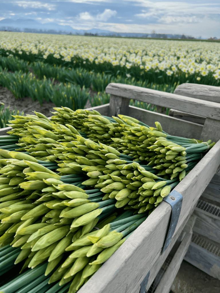 Daffodils have been picked and bunched together on a wood cart in the Skagit Valley of Washington State, which lies between Seattle and Vancouver, British Columbia. There are rows and rows of daffodils in the blurred background, all under mixed cloudy skies.