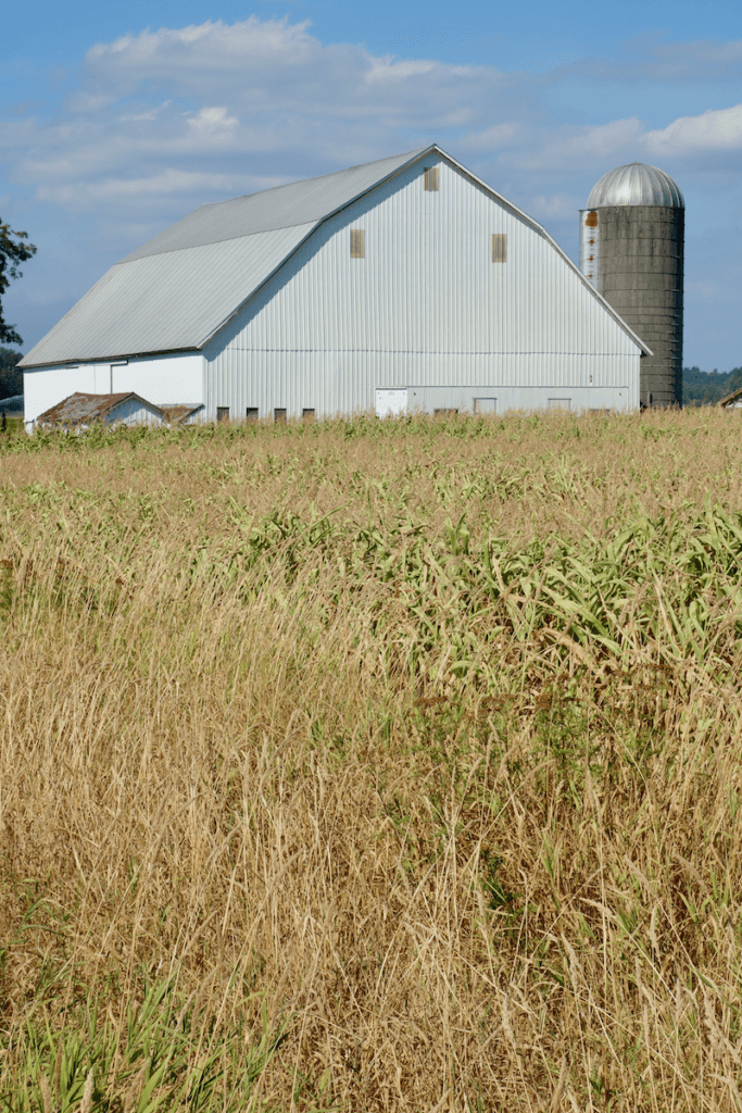 A peaceful barn sits in the middle of a corn field in Western Washington near Lyden. There is a metal silo and this scene is under blue sky with a few white clouds.