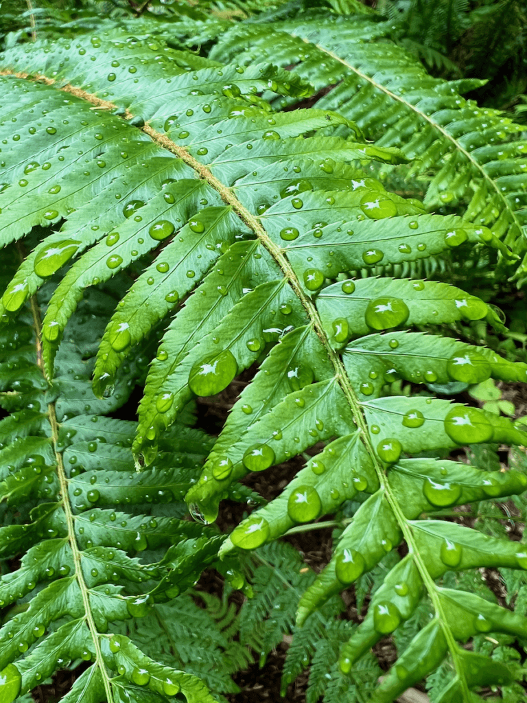 A sword fern elegantly holds raindrops somewhere in the Olympic National Park in Washington State. The bright green colors share the tone of meditation and wellness.