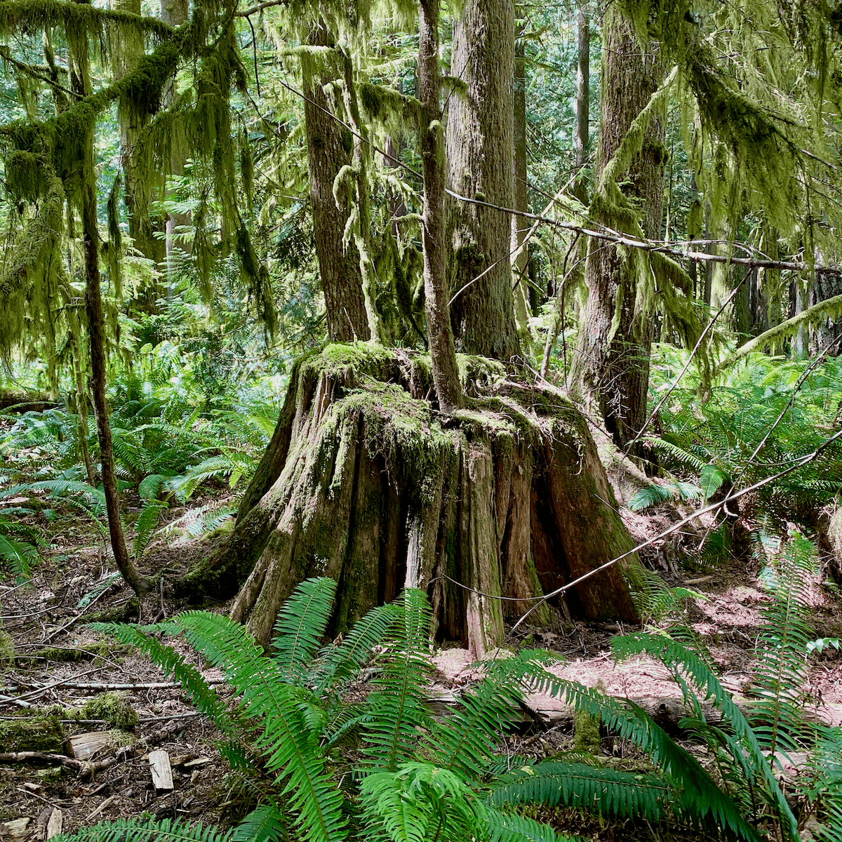 A stump in a Olympic National park forest is covered in green moss and surrounded by sword fern and an infant hemlock trees grows from the center.
