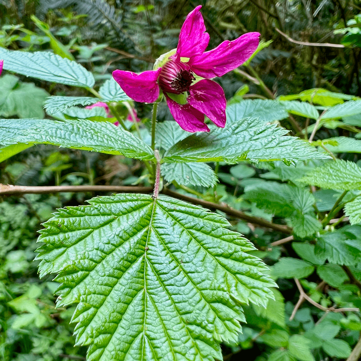 A salmonberry flower blooms in a Pacific Northwest forest.