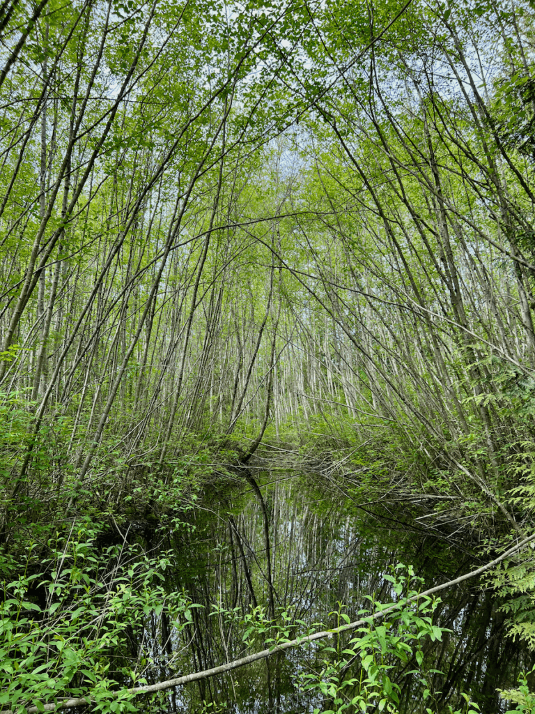 A thicket of young alder trees lean into a marsh in the first of spring.