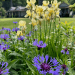 Up close shot of bright purple and yellow flowers and Lake Crescent Lodge on the Olympic Peninsula in the summer.