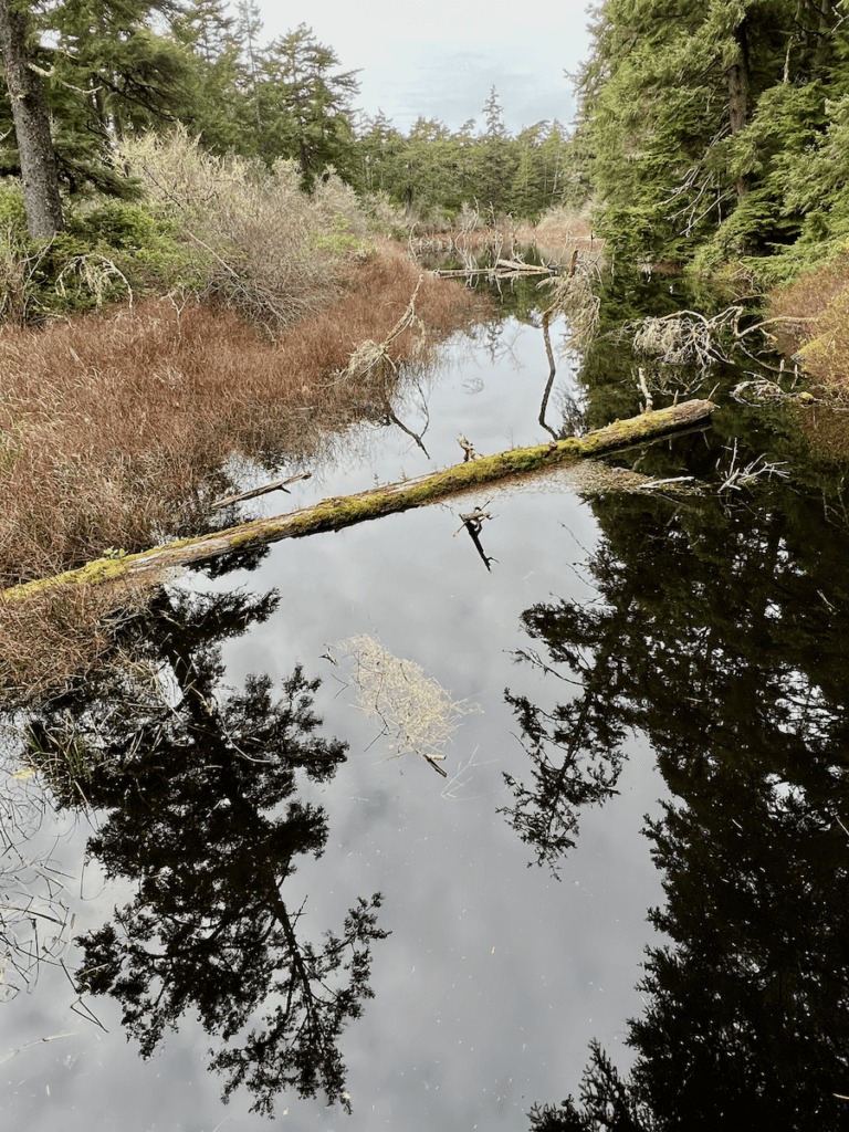 This moody scene of a lake near Newport Oregon reveals the shadow of tall fir trees against a blackish lake surrounded by thickets of red shrubs under gray skies.