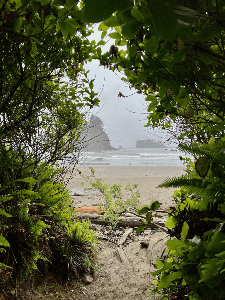 A trail on the Olympic Peninsula emerges through greenery of salal and ferns onto Second Beach, in Olympic National Park. In the distance can be seen rock formations and the pounding surf of the Pacific Ocean.