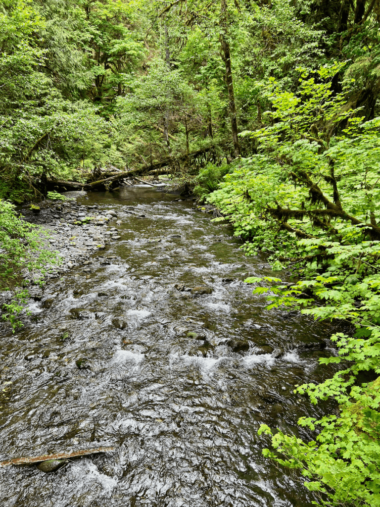 A rushing creek flows through green textures of trees and shrubs on the Olympic Peninsula on Washington State. The sound of the bubbling water is ideal for nature meditation and wellness.