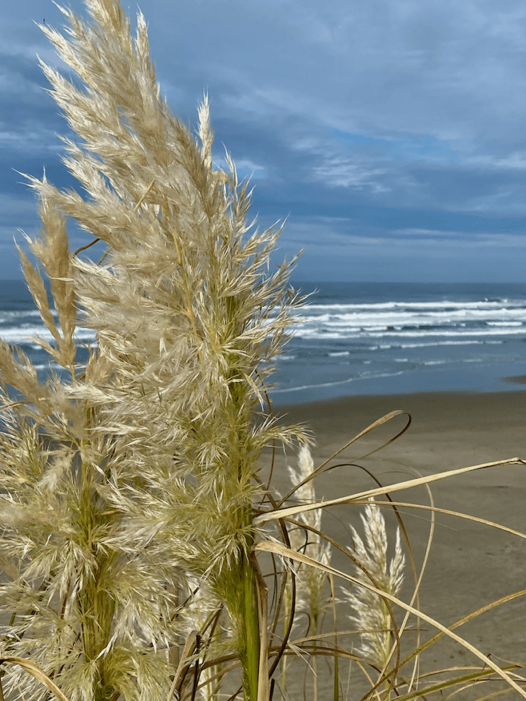 A closeup shot of a flowing seeds of grass in Newport Oregon along a flat peaceful sandy beach.