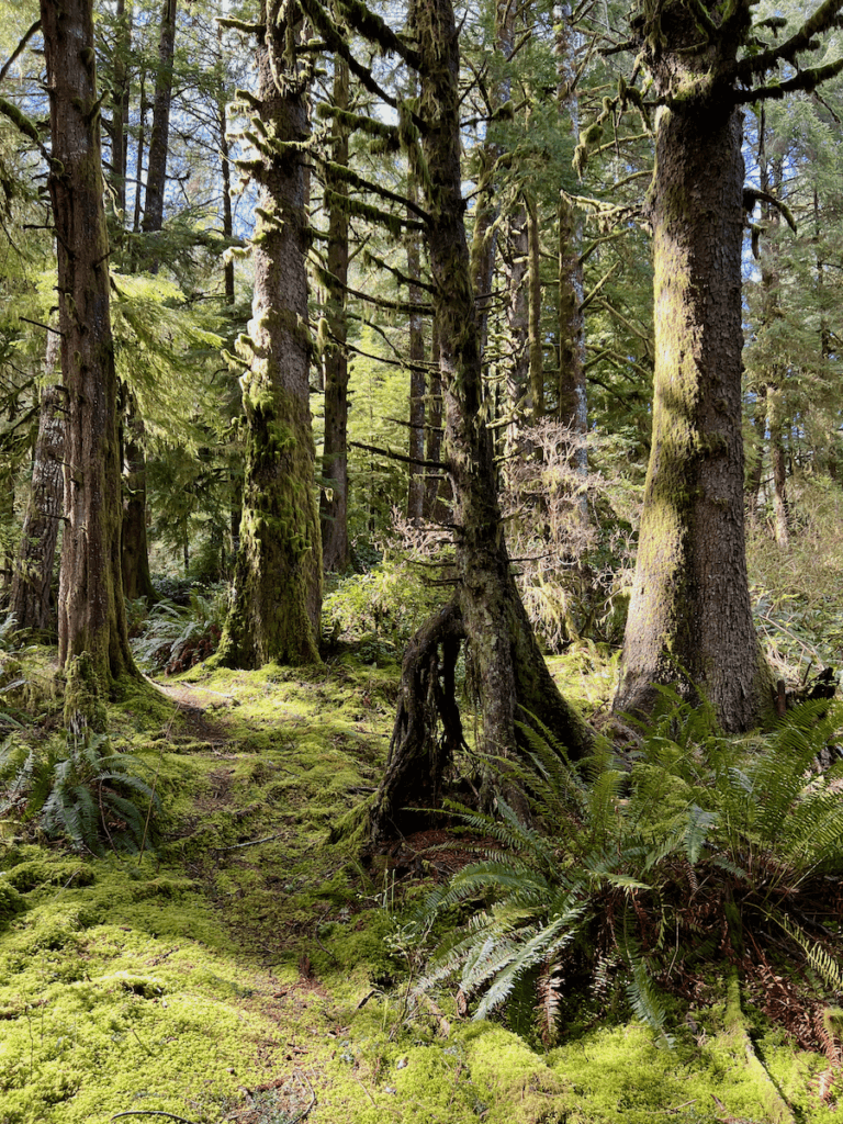 A forest scene on the Oregon coast reveals beautiful fuzzy green moss flowing on the forest floor while fir trees grow up to the blue sky.