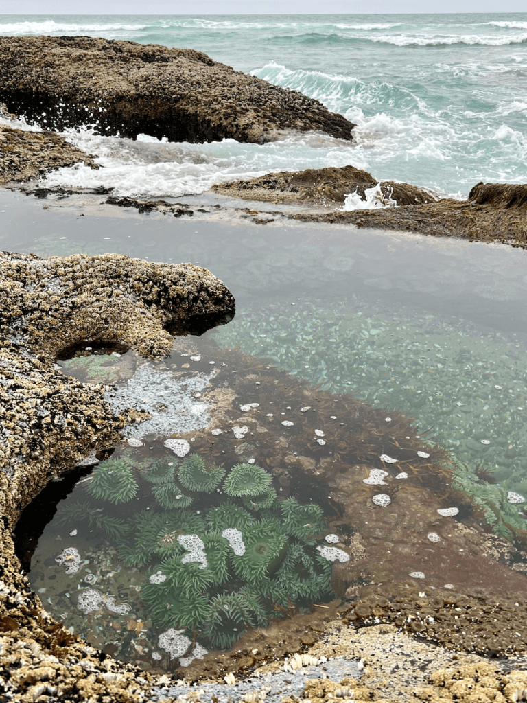 A tide pool on the Oregon Coast reveals sea anemones under clear salt water while waves crash in on the rock stacks leading toward the churning Pacific Ocean.
