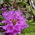 A bright purple rhododendron bloom near Lake Crescent Lodge in Olympic National Park brightens people hiking to waterfalls.