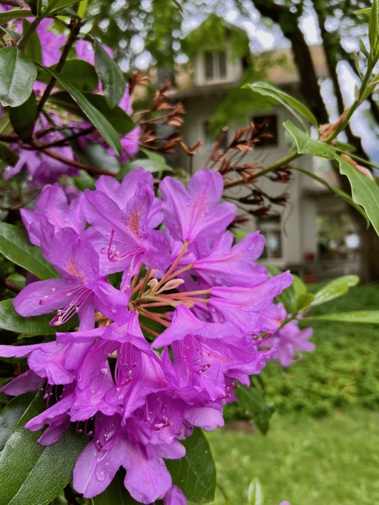 A bright purple rhododendron bloom near Lake Crescent Lodge in Olympic National Park brightens people hiking to waterfalls on a nature meditation retreat.