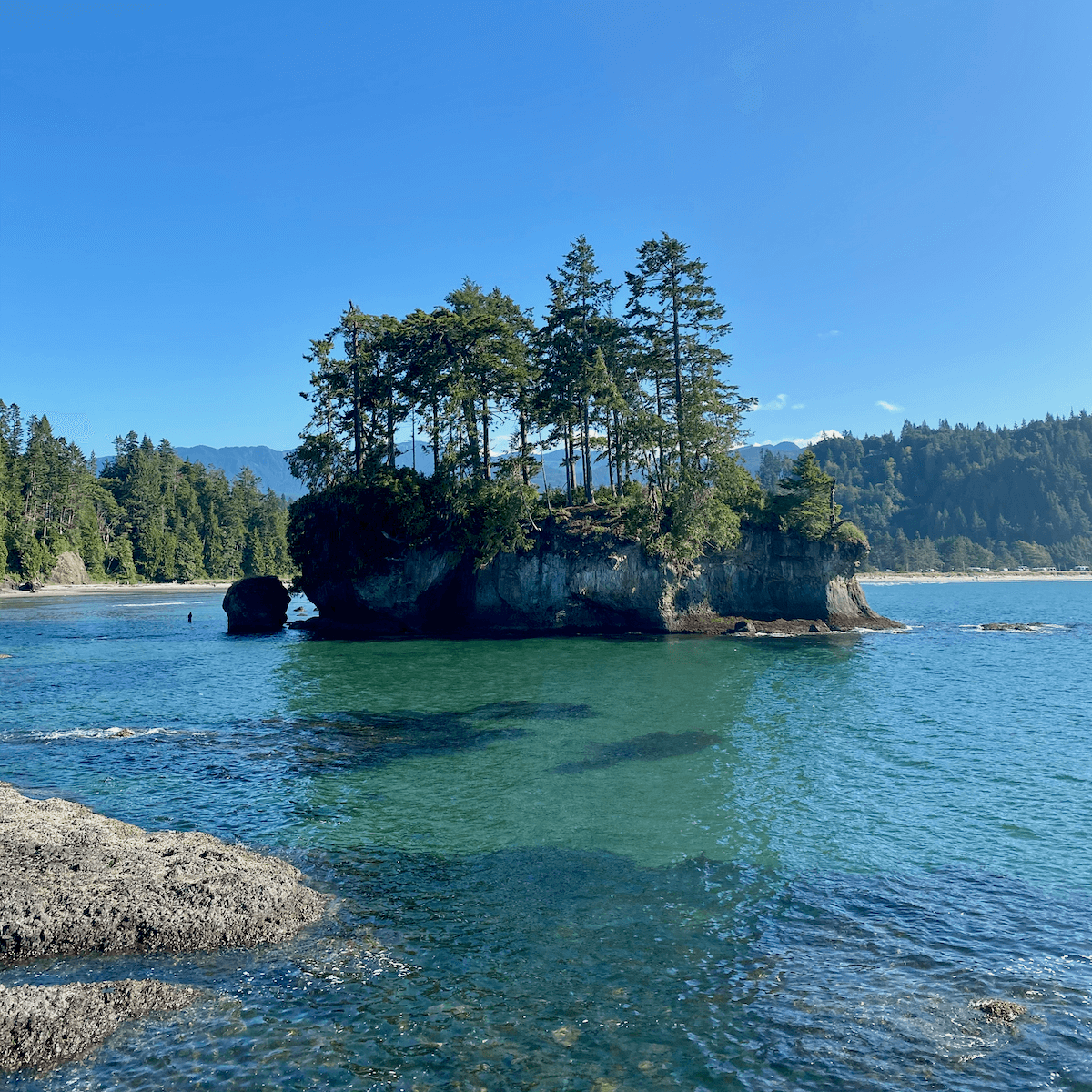 A lone rock in the Strait of Juan de Fuca holds a number of fir trees precariously clinging to little dirt as the tide flows in and out in greenish saltwater. The sky is blue.