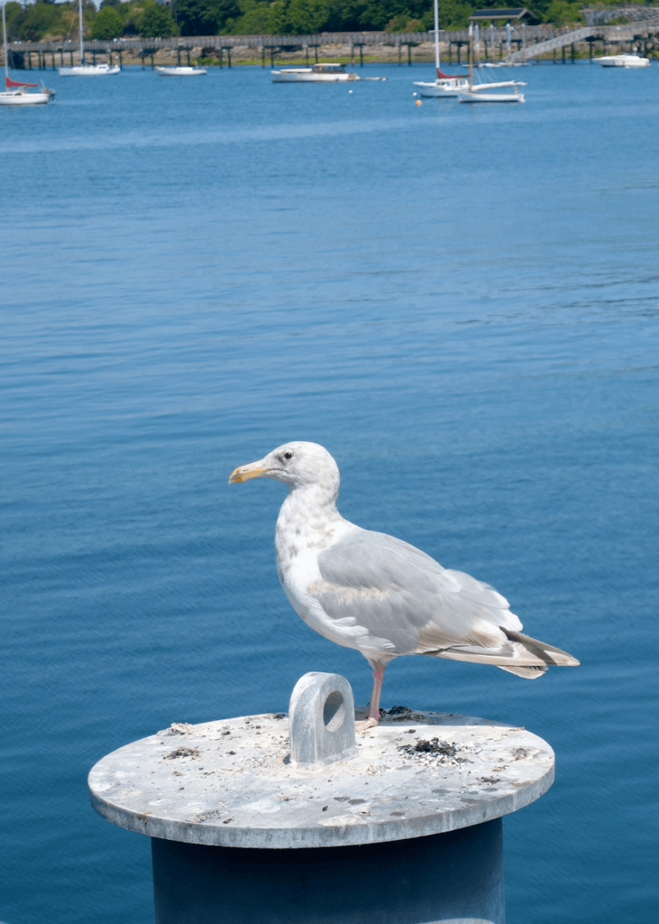 A seagull sits perched on a piling near Bellingham Washington on the drive between Seattle and Vancouver. The feathers are gray and while and the beak yellow. In the background are sailboats and a long pier.