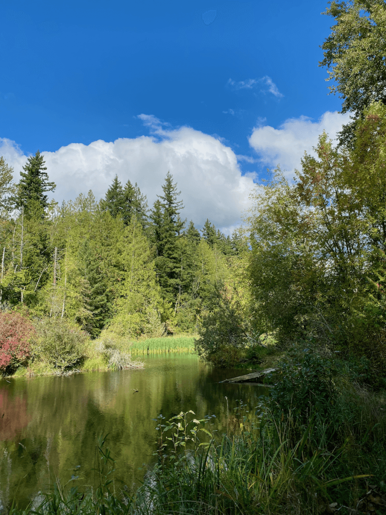 A idyllic park scene in Bellingham Washington shows a placid pond with reeds in the water. There are fir trees and deciduous varieties under a partly cloudy sky.