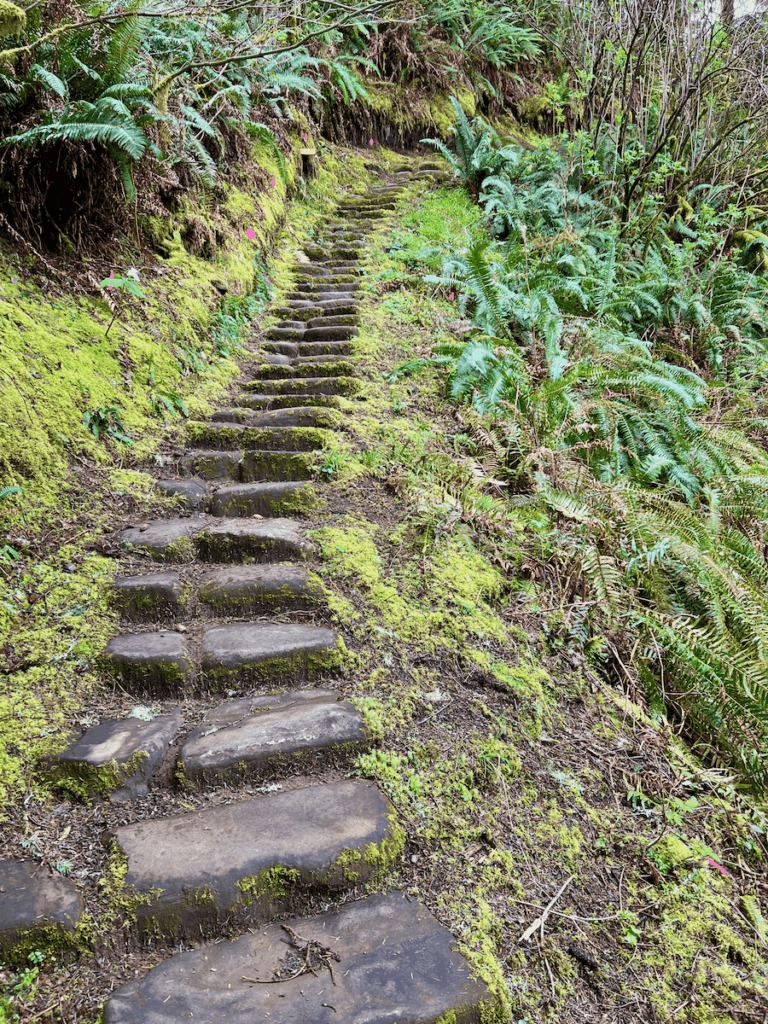 Stone steps lead up a bank covered in moss and sword ferns in a forest on the Oregon Coast.
