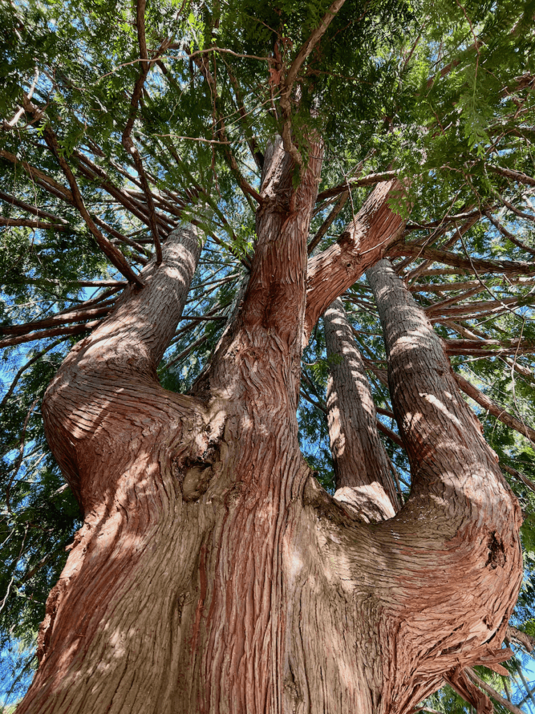 A beautiful cedar tree looking from below to the blue sky in the background. She has famous sinuey bark and rounded branches with green leaves above.
