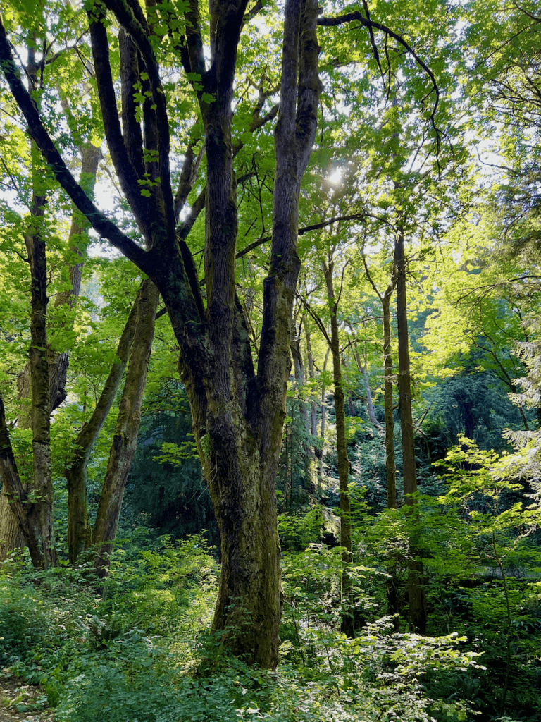 Grand maple trees rise to form a lush canopy in a guided nature immersion at Interlaken park in Seattle, Washington.